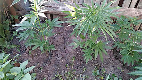 Свежие новости: В Новом Буге пенсионерке присудили год условно за 1,5 килограмма дикорастущей конопли для лечения