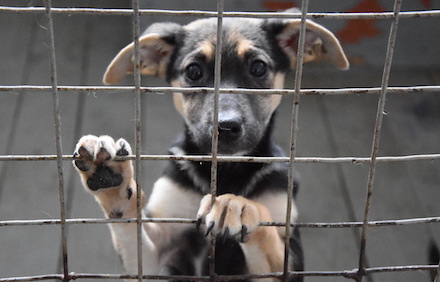 Свежие новости: На счету «Центра защиты животных» в Николаеве не осталось денег