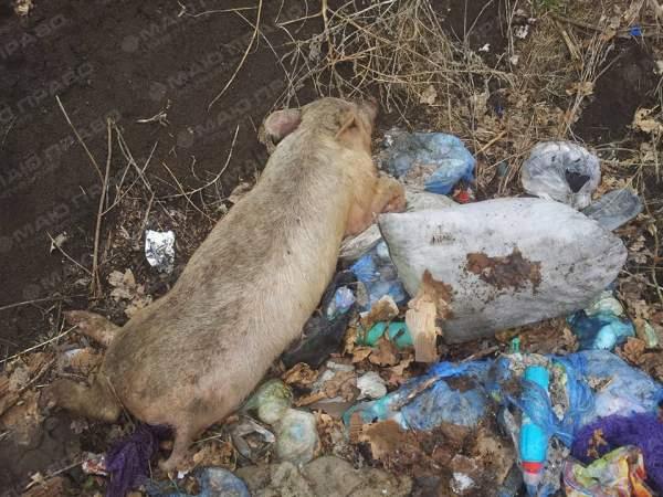 Свежие новости: В Николаеве посреди санитарной зоны выбросили труп свиньи
