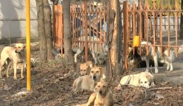 Фото новости: В Николаеве на мужчину напала стая собак Свежие новости: В Николаеве на мужчину напала стая собак