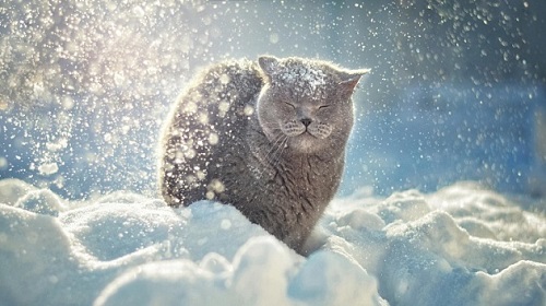 Свежие новости: В Украину идут снегопады: синоптики назвали дату