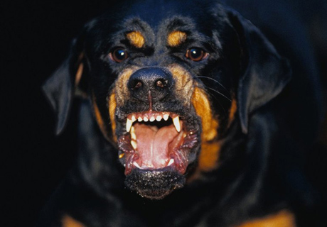 Свежие новости: В Вознесенске ротвейлер загрыз молодую девушку