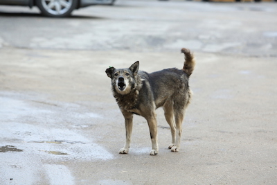 Свежие новости: В Николаеве пострадало 23 человека от укусов бродячих собак