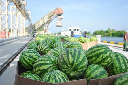 Свежие новости: «Нибулон» доставит в Киев 300 тонн херсонских арбузов