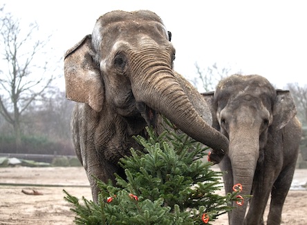 Свежие новости: Завтра Николаевский зоопарк начнет принимать посетителей