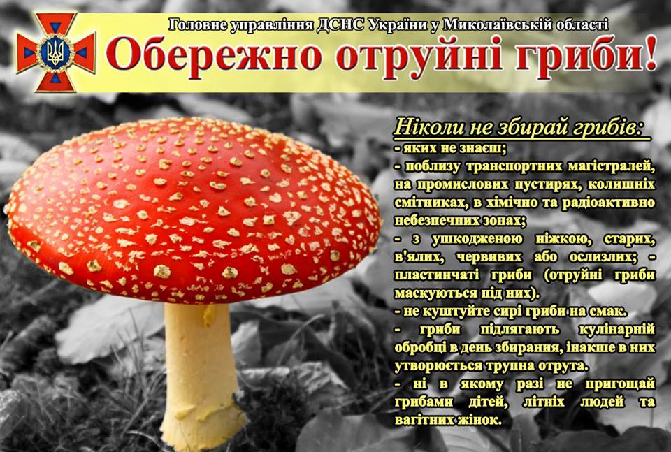 Свежие новости: Актуальное о грибах