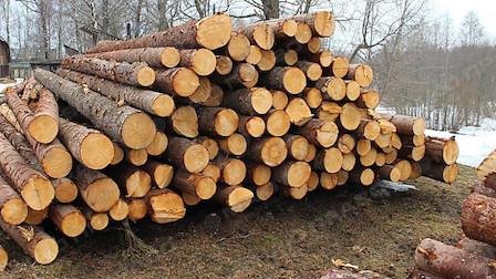 Свежие новости: В Украине впервые появилась система мониторинга лесов