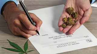 Свежие новости: РНБО підтримала легалізацію медичного канабісу