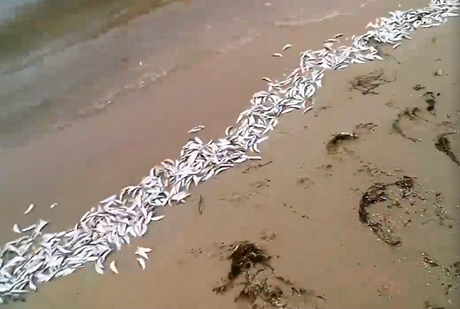 Свежие новости: Николаевский пляж покрылся слоем дохлой рыб