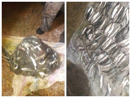 Свежие новости: На Николаевщине браконьеры наловили рыбы почти на 80 тысяч гривен