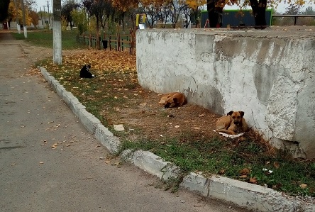 Свежие новости: Сотрудники Вознесенской ЦРБ просят не подкармливать бродячих животных на территории больницы