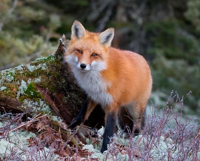Свежие новости: На Николаевщине вакцинируют от бешенства диких животных — приманки будут разбрасывать самолетами
