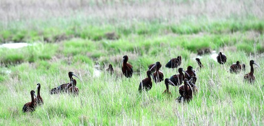 Свежие новости: У Тилігульський парк прилетіла зграя рідкісного птаха планети