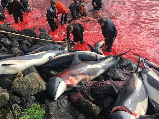 Свежие новости: На Фарерских островах убили 1480 дельфинов