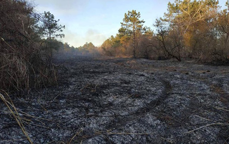 Свежие новости: В Одесской области потушили масштабный пожар в лесном массиве