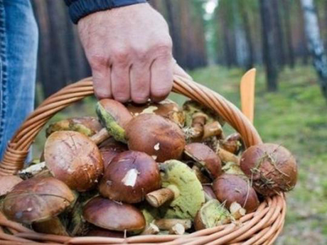 Свежие новости: В Одесской области пять человек отравились грибами