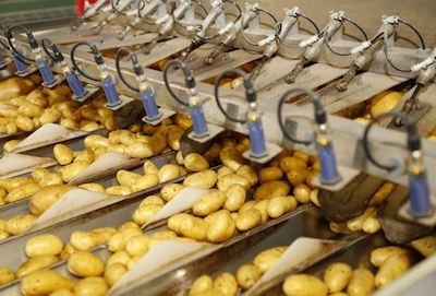 Свежие новости: В Украине планируют запретить импорт картошки из России