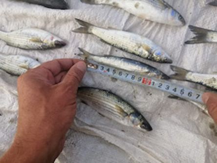 Свежие новости: На Николаевщине задержали браконьера, который вылавливал молодняк кефали