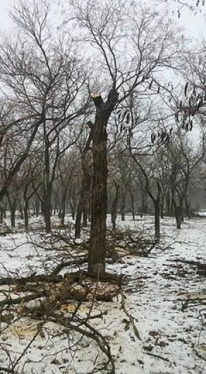 Свежие новости: В Николаеве уничтожают зеленые насаждения города