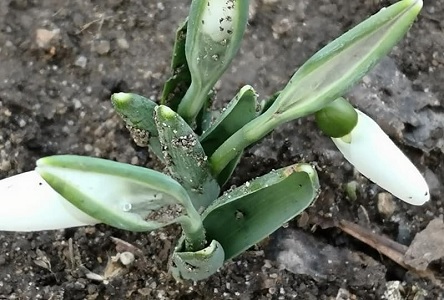 Свежие новости: На Николаевщине стартовала операция «Первоцвет» – будут штрафовать за сбор, продажу и покупку