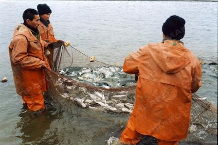 Свежие новости: Главного рыбинспектора Николаевщины заподозрили в лоббировании интересов конкретных фирм. ВИДЕО