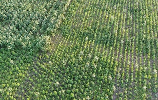 Фото новости: Гектар конопли на 300 млн гривен: в Херсонской области обнаружили наркоплантацию Свежие новости: Гектар конопли на 300 млн гривен: в Херсонской области обнаружили наркоплантацию