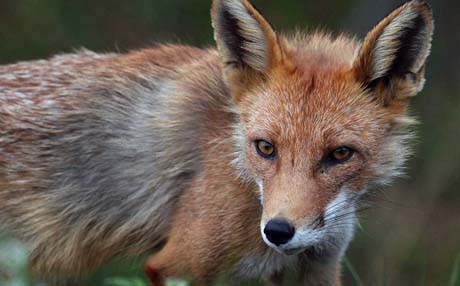 Свежие новости: В Еланецком районе у лис нашли трихинеллез — объявлен карантин