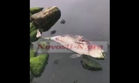 Свежие новости: ВИДЕО: В Николаеве погиб дельфин, заплывший в Южный Буг