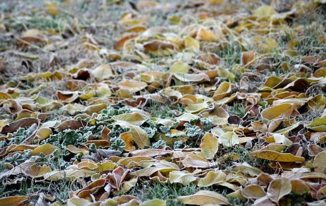 Свежие новости: В Украину пришла зимняя погода: когда ждать морозов