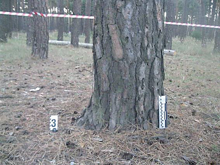 Фото новости: Женщина, чтобы воспитать 7-летнего мальчика, привязала его к дереву и заклеила рот скотчем Свежие новости: Женщина, чтобы воспитать 7-летнего мальчика, привязала его к дереву и заклеила рот скотчем