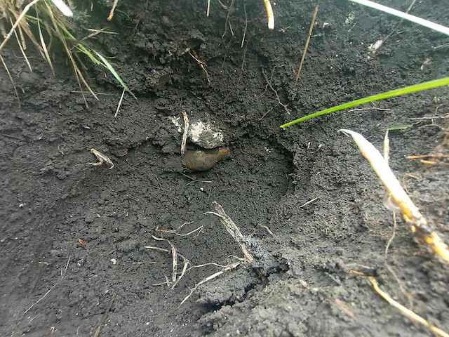 Свежие новости: На Одещині знайшли скарб з монетами часів Кримського ханства