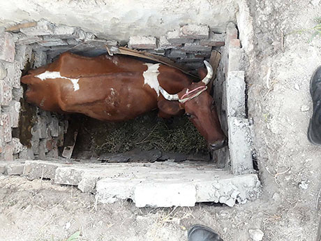 Свежие новости: На Николаевщине спасатели помогли вытащить корову, которая упала в яму