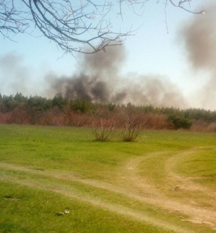 Свежие новости: На Николаевщине горит Ташкентский лес