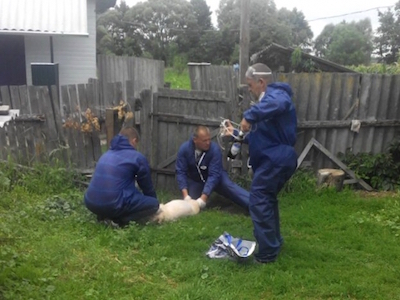 Свежие новости: В Новой Одессе ищут больных на африканскую чуму свиней