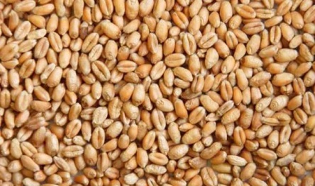 Свежие новости: Украина уже экспортировала более 70% зерна от запланированного