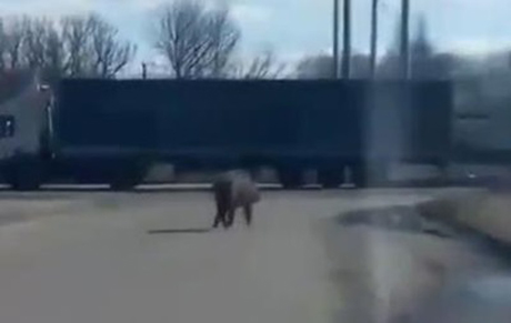 Свежие новости: В Полтавской области дикий кабан забежал в город и травмировал двух женщин