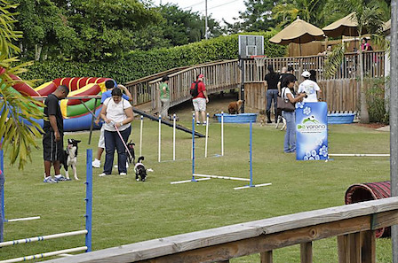 Свежие новости: В Николаеве хотят создать спортивную площадку для собак