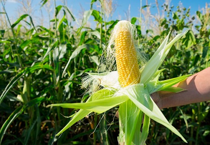 Свежие новости: В Україні подорожчала кукурудза