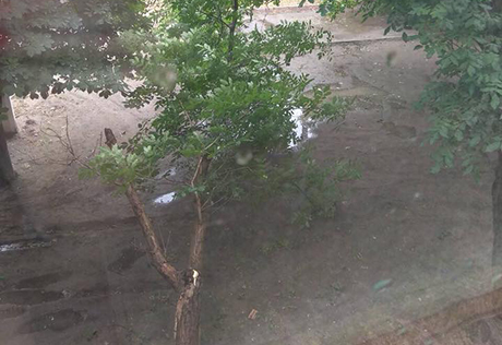 Свежие новости: В Николаеве дерево от порыва ветра упало на линию электропередач