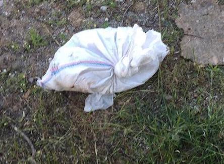 Свежие новости: ФОТО: В центре Николаева живодеры засунули котенка в мешок и забили до полусмерти