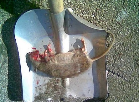 Свежие новости: Полчища крыс атакуют детский сад Южноукраинска