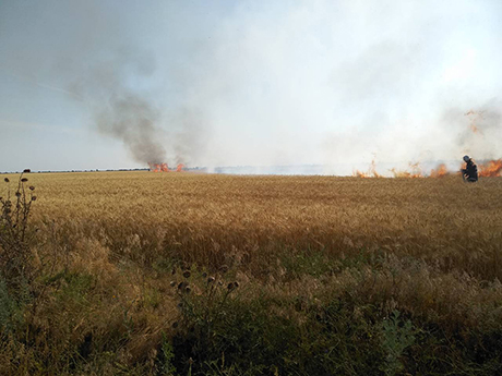 Свежие новости: Под Очаковом выгорело более 4 гектар пшеницы
