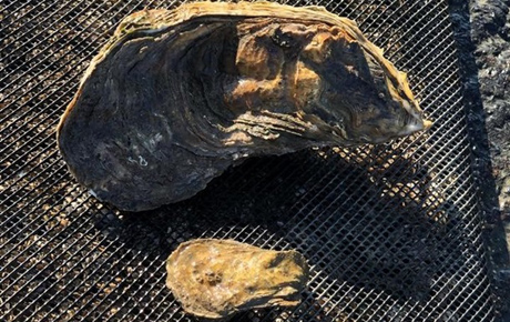Свежие новости: Во Франции нашли огромную устрицу весом 1,3 кг