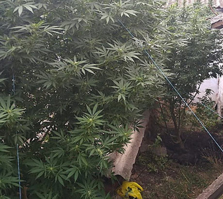 Свежие новости: СБУ накрыла наркоторговцев из Баштанки, которые хотели «экспортировать» марихуану в Европу