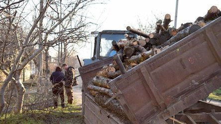 Свежие новости: Безкоштовні дрова для Вознесенщини. Як отримати паливну деревину