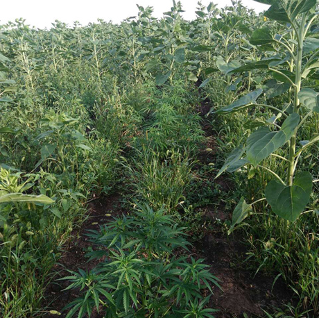 Свежие новости: На Николаевщине фермер вырастил плантацию конопли в поле с подсолнечником