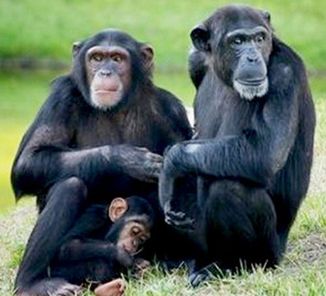 Фото новости: Ученые посоветовали политикам учиться у обезьян, чтобы выбиться в лидеры Свежие новости: Ученые посоветовали политикам учиться у обезьян, чтобы выбиться в лидеры