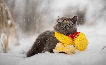 Свежие новости: В Украине все еще не началась метеорологическая зима