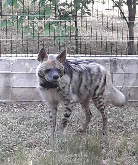 Свежие новости: Посетителям Николаевского зоопарка представили новый вольер с полосатыми гиенами