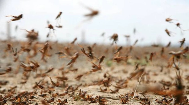Свежие новости: У нашесті сарани в Україні винна Росія, каже Держпродспоживслужба